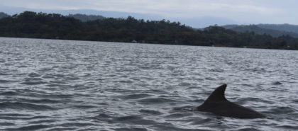 on the day we found our great hostel in Bocas Town we also spotted a dolphin