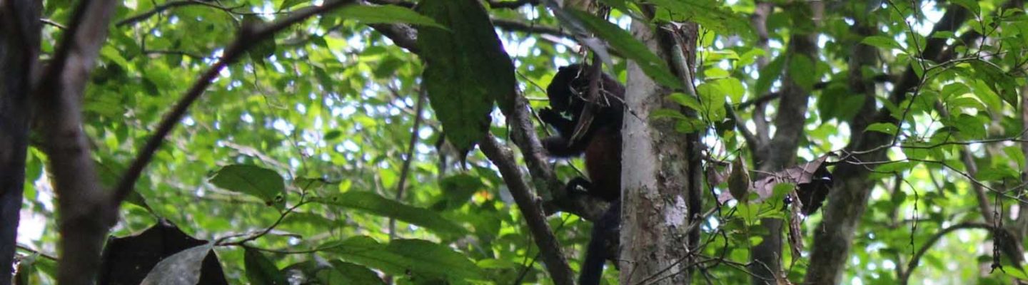 Monkey at Posadas Amazonas