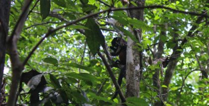 Monkey at Posadas Amazonas