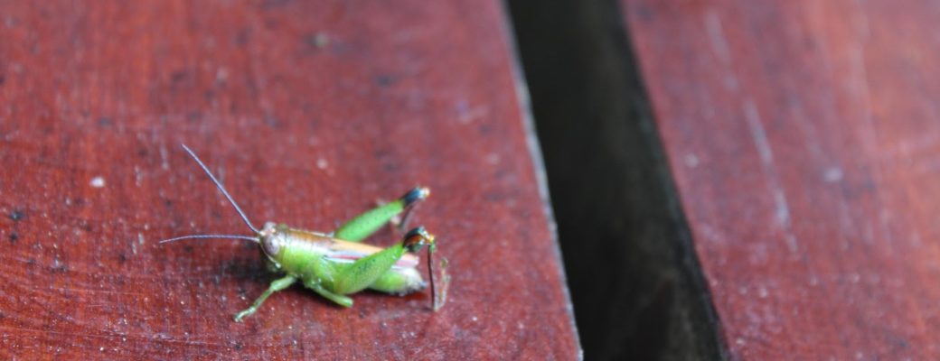 cricket on the walkway at Posada Amazonas