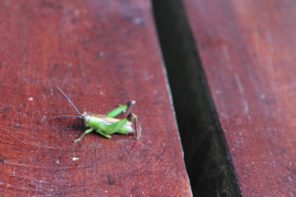 cricket on the walkway at Posada Amazonas